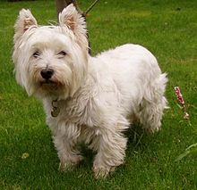 West Highland White Terrier High Quality Background on Wallpapers Vista