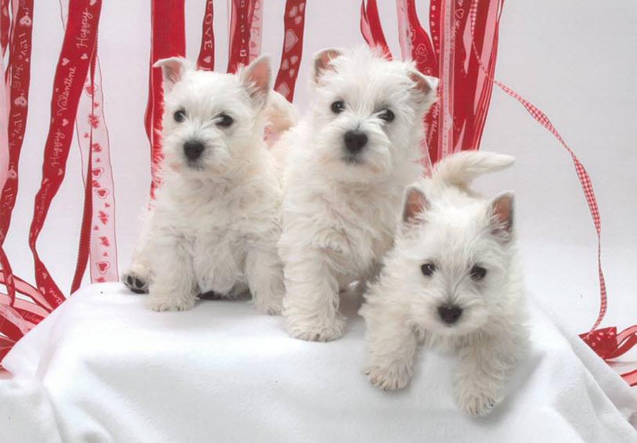 920x640 > West Highland White Terrier Wallpapers