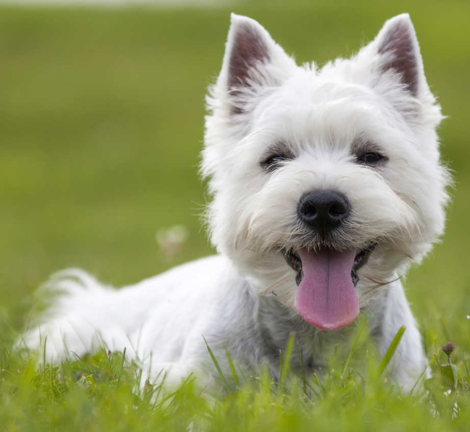 Images of West Highland White Terrier | 922x848