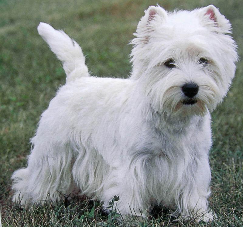 Amazing West Highland White Terrier Pictures & Backgrounds