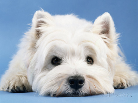West Highland White Terrier #11