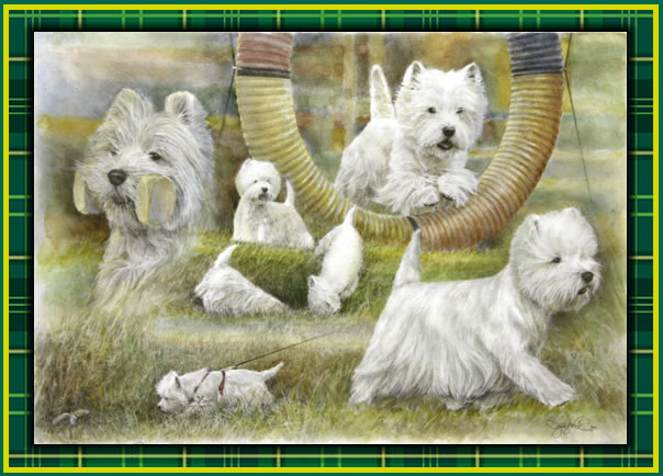 Nice Images Collection: West Highland White Terrier Desktop Wallpapers