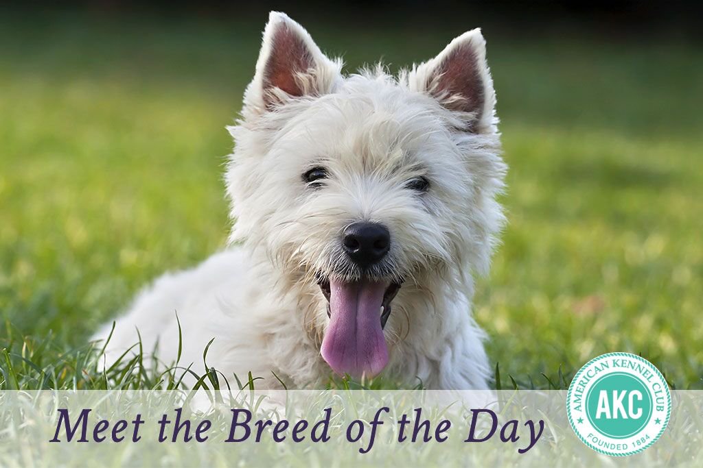 West Highland White Terrier #3