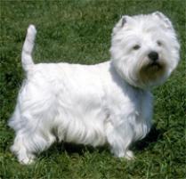 West Highland White Terrier #2