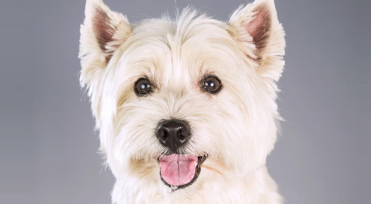 HD Quality Wallpaper | Collection: Animal, 1216x668 West Highland White Terrier