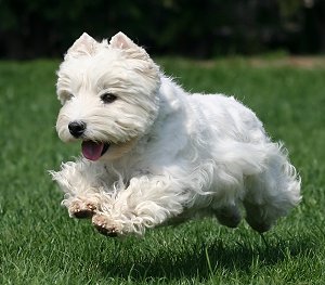 West Highland White Terrier #1