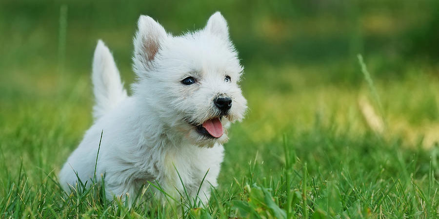 Images of West Highland White Terrier | 900x450