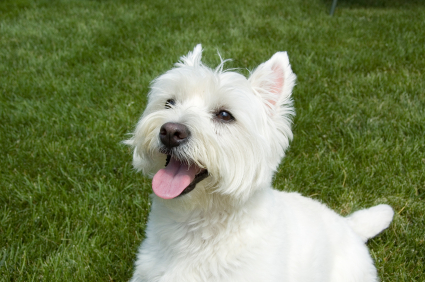 Nice wallpapers West Highland White Terrier 425x282px