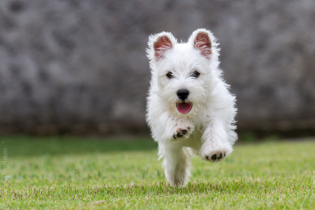 HD Quality Wallpaper | Collection: Animal, 1024x683 West Highland White Terrier
