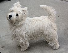 HQ West Highland White Terrier Wallpapers | File 9.33Kb