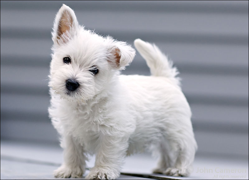 West Highland White Terrier #10