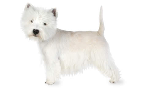 West Highland White Terrier #20