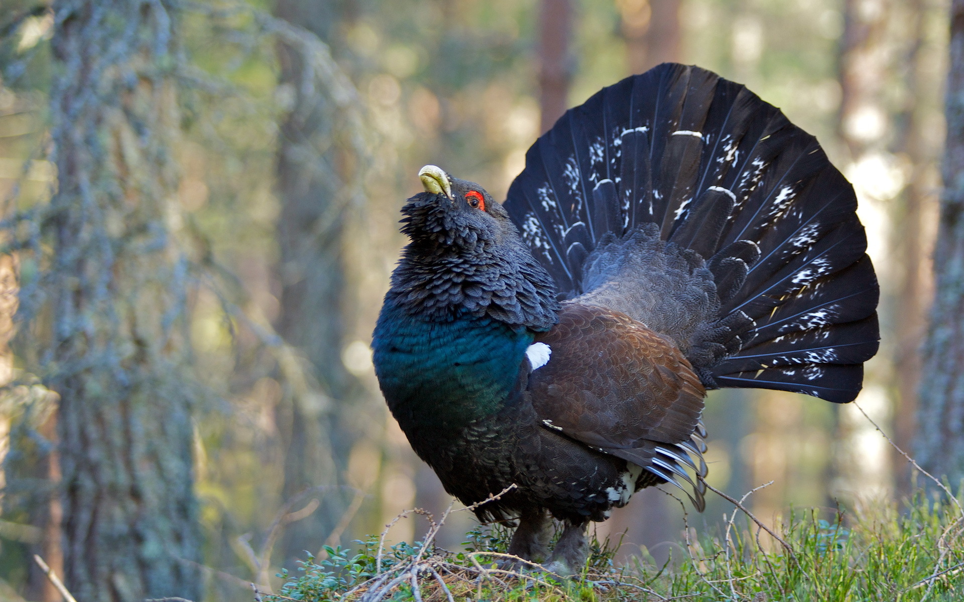 1920x1200 > Western Capercaillie Wallpapers