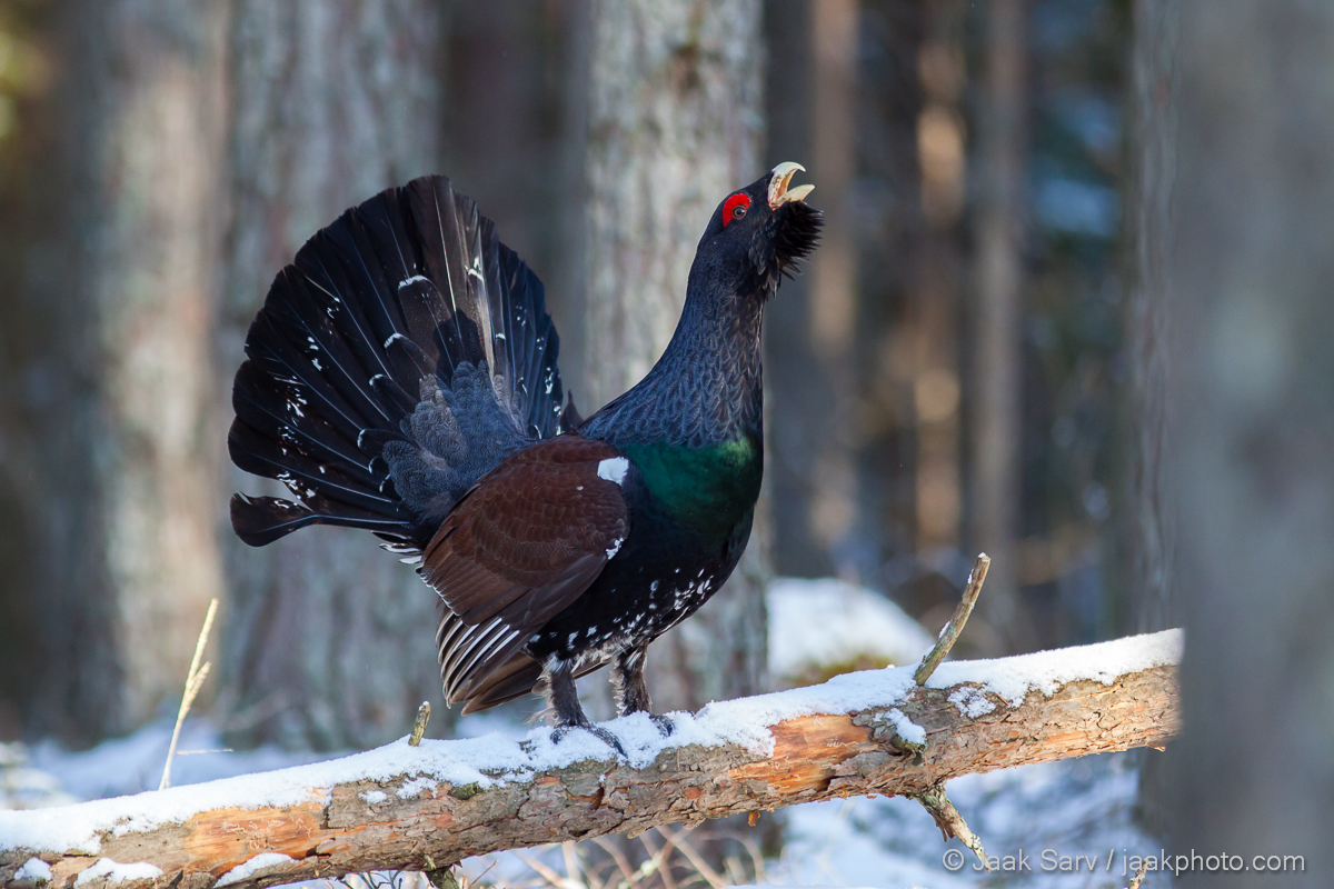 Western Capercaillie #17
