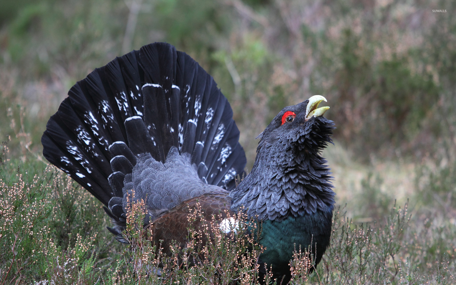 Western Capercaillie #19