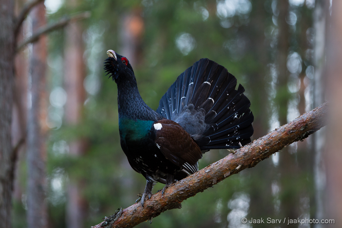 Western Capercaillie High Quality Background on Wallpapers Vista