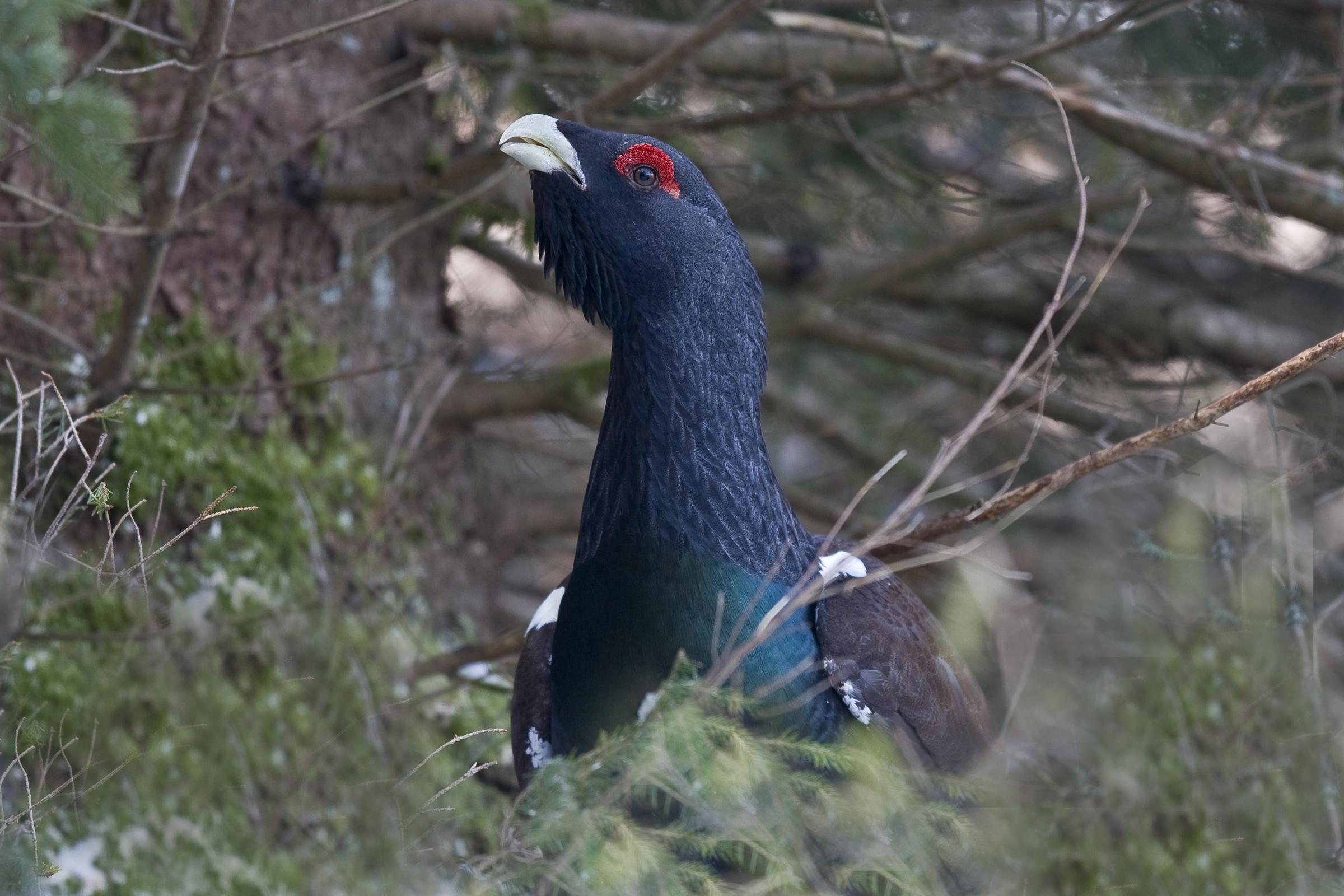 Western Capercaillie High Quality Background on Wallpapers Vista