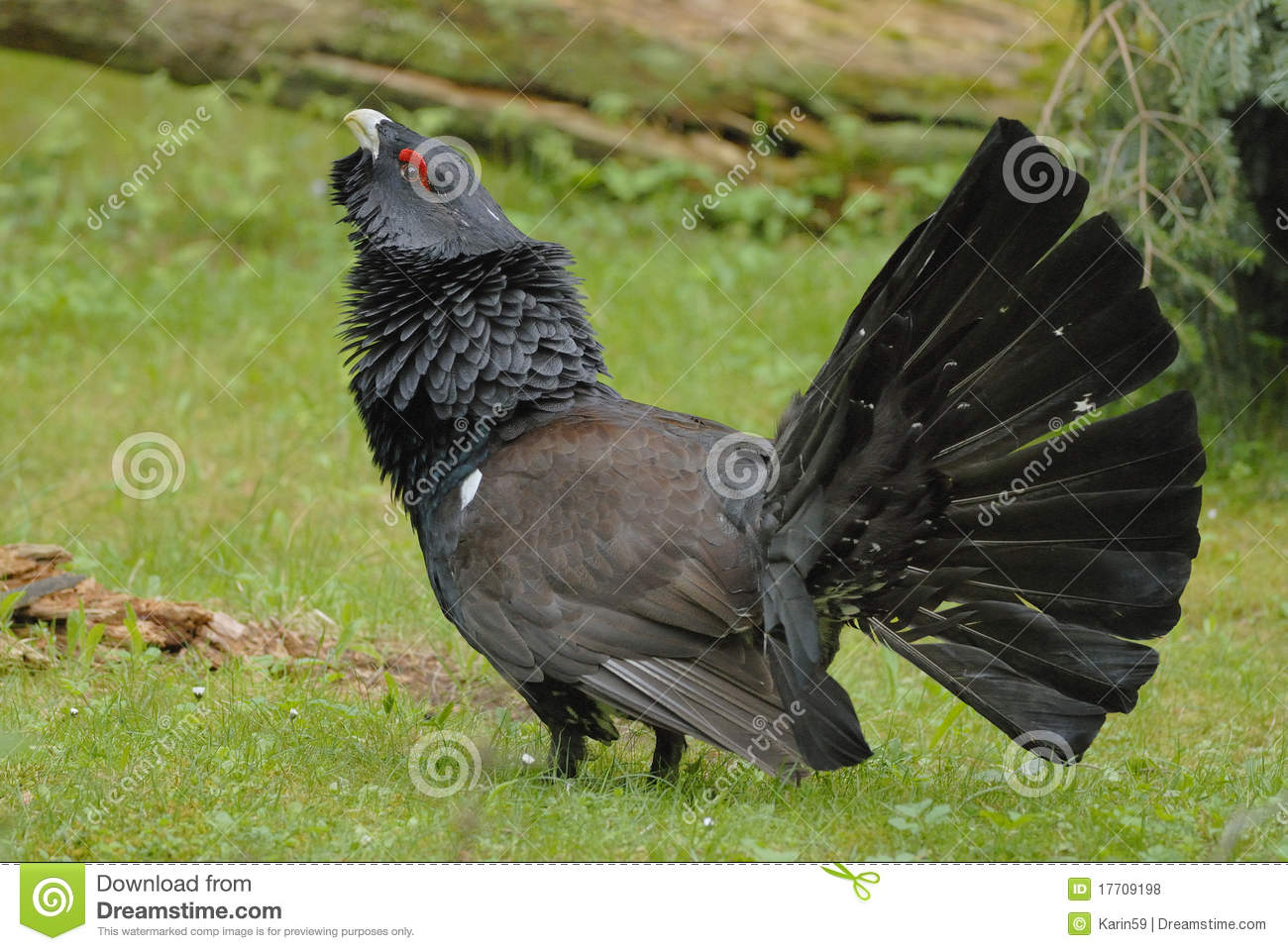 Western Capercaillie #24