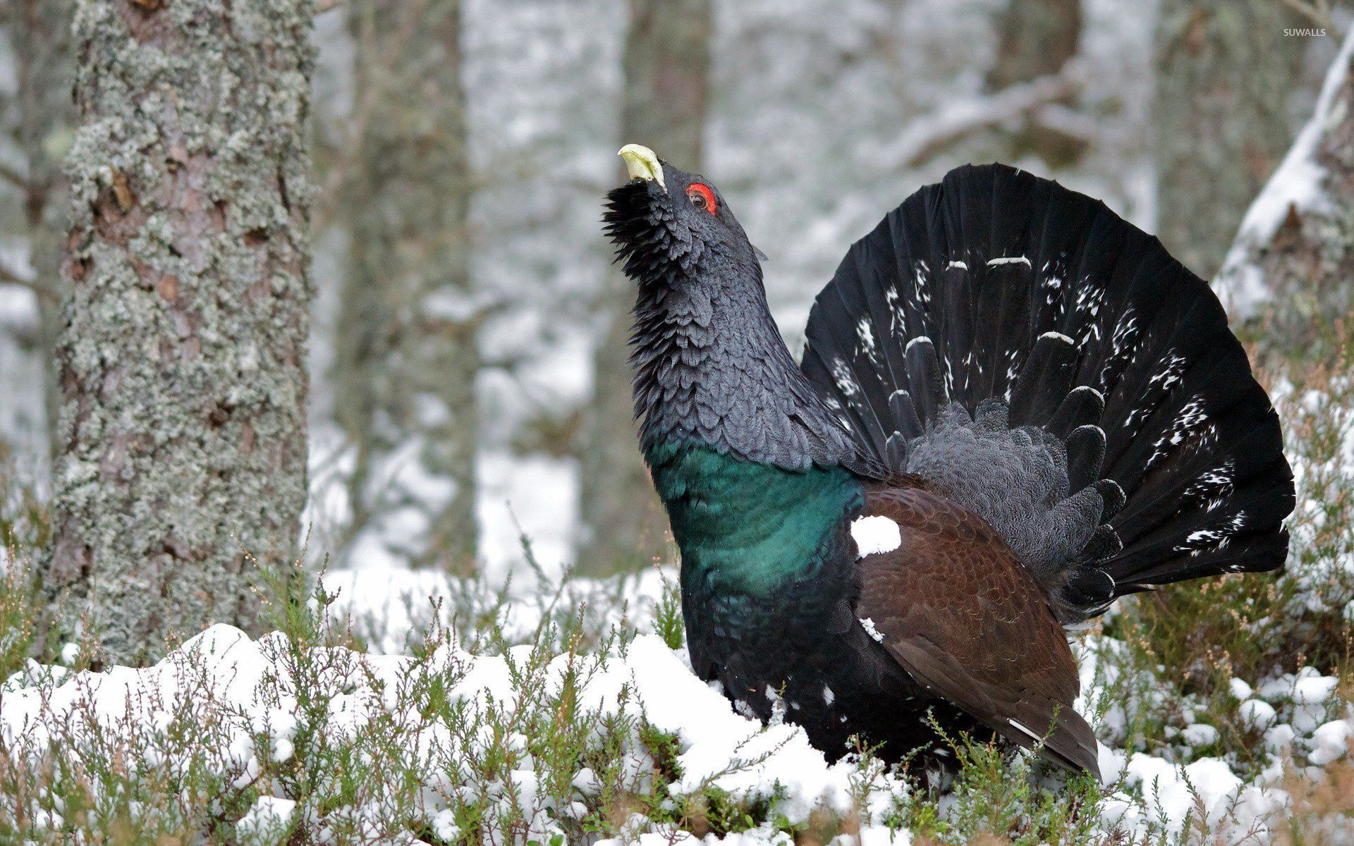 Western Capercaillie #21