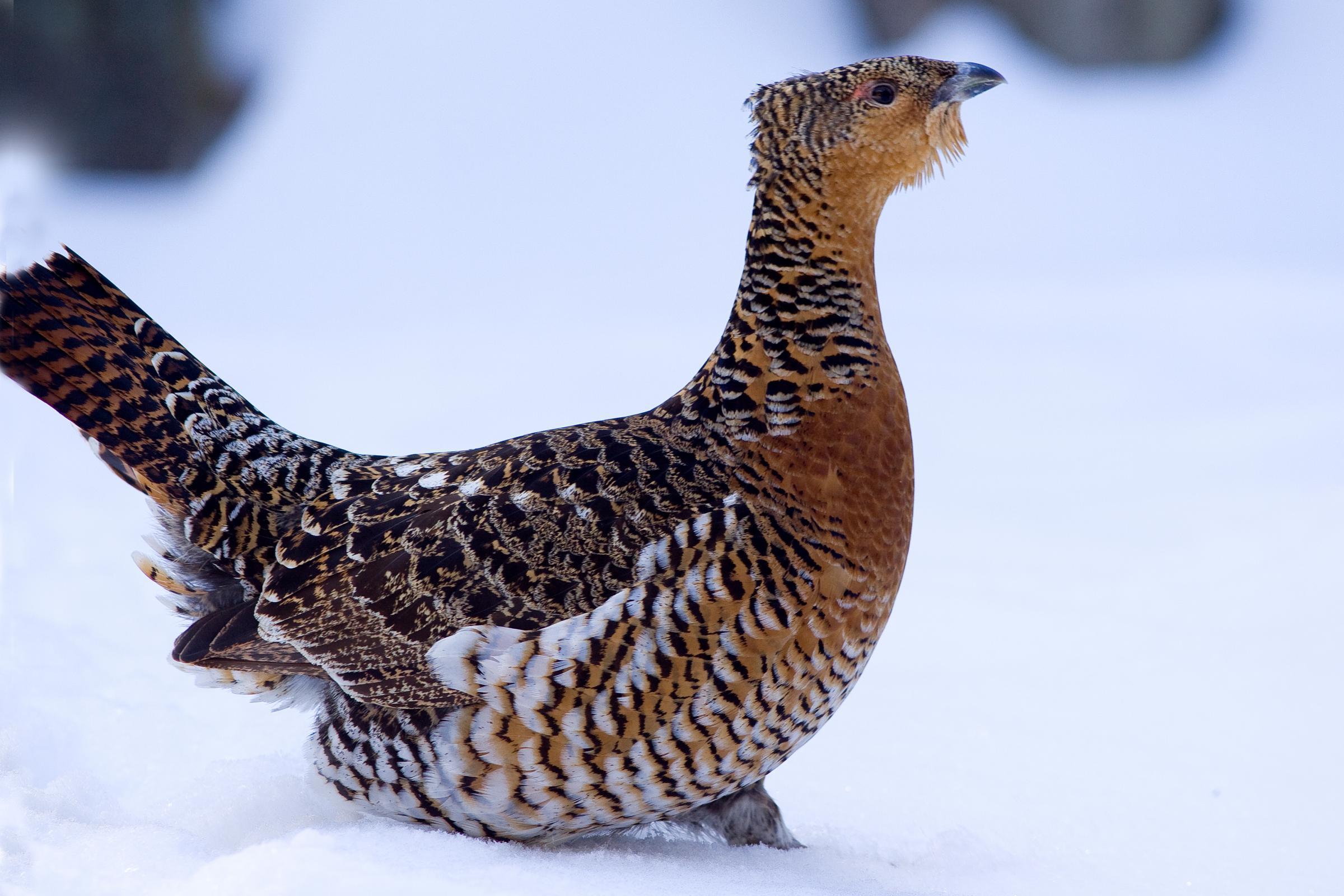 Western Capercaillie #20