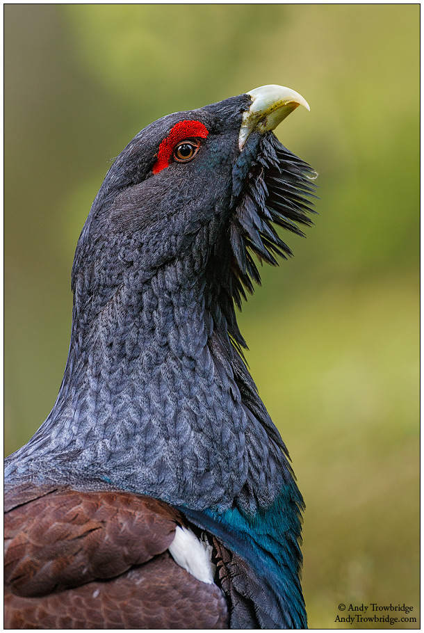 610x910 > Western Capercaillie Wallpapers