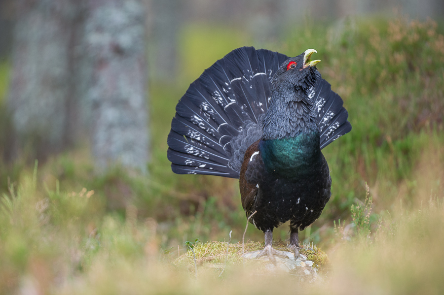Western Capercaillie #8