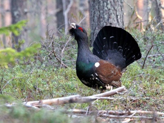 Western Capercaillie #6