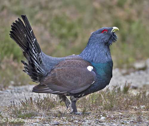 Images of Western Capercaillie | 500x423