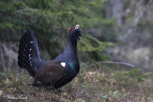 HD Quality Wallpaper | Collection: Animal, 640x427 Western Capercaillie
