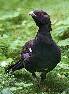Western Capercaillie #13