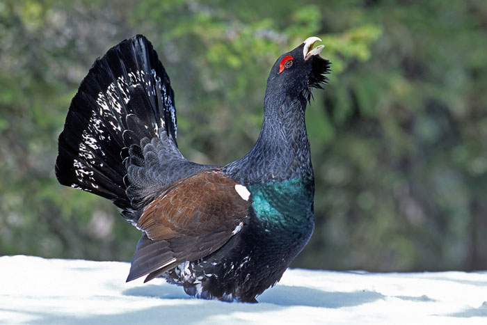 Images of Western Capercaillie | 700x467