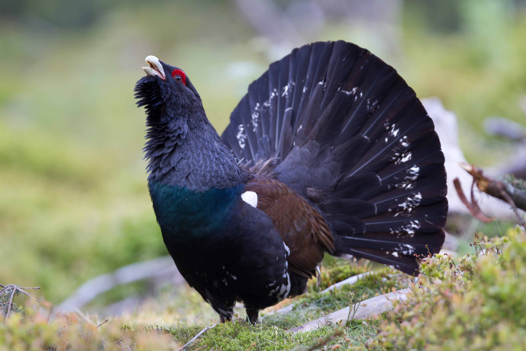 Western Capercaillie #12