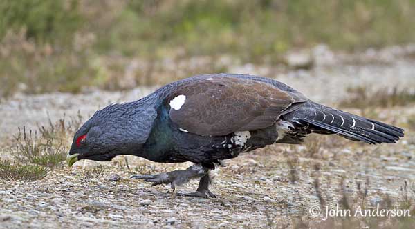 Western Capercaillie #7