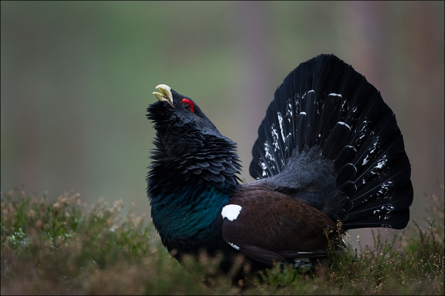 High Resolution Wallpaper | Western Capercaillie 900x599 px