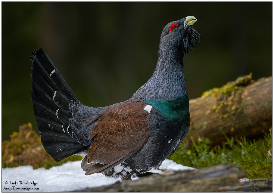 Western Capercaillie #4