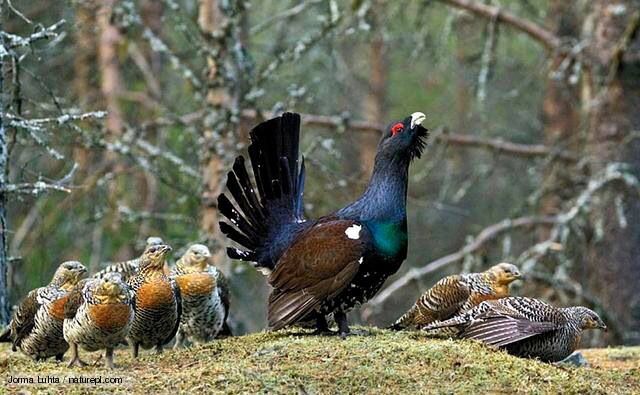 640x395 > Western Capercaillie Wallpapers