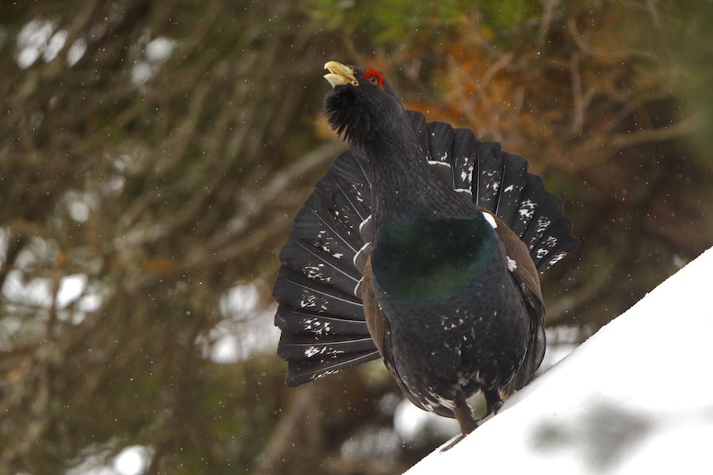 Amazing Western Capercaillie Pictures & Backgrounds