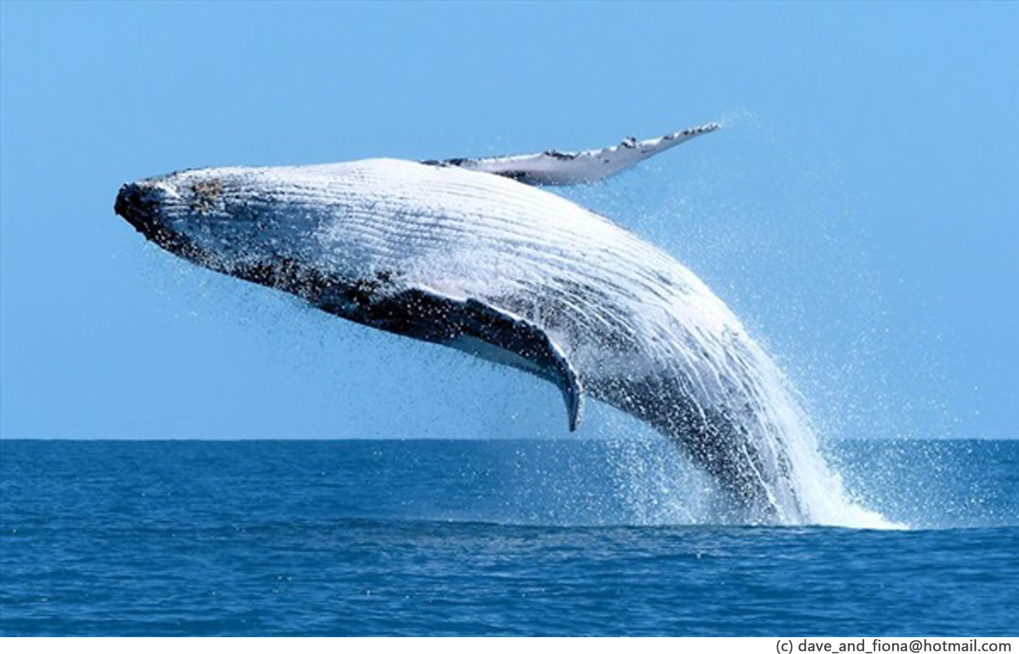 Nice wallpapers Whale 1993x1280px