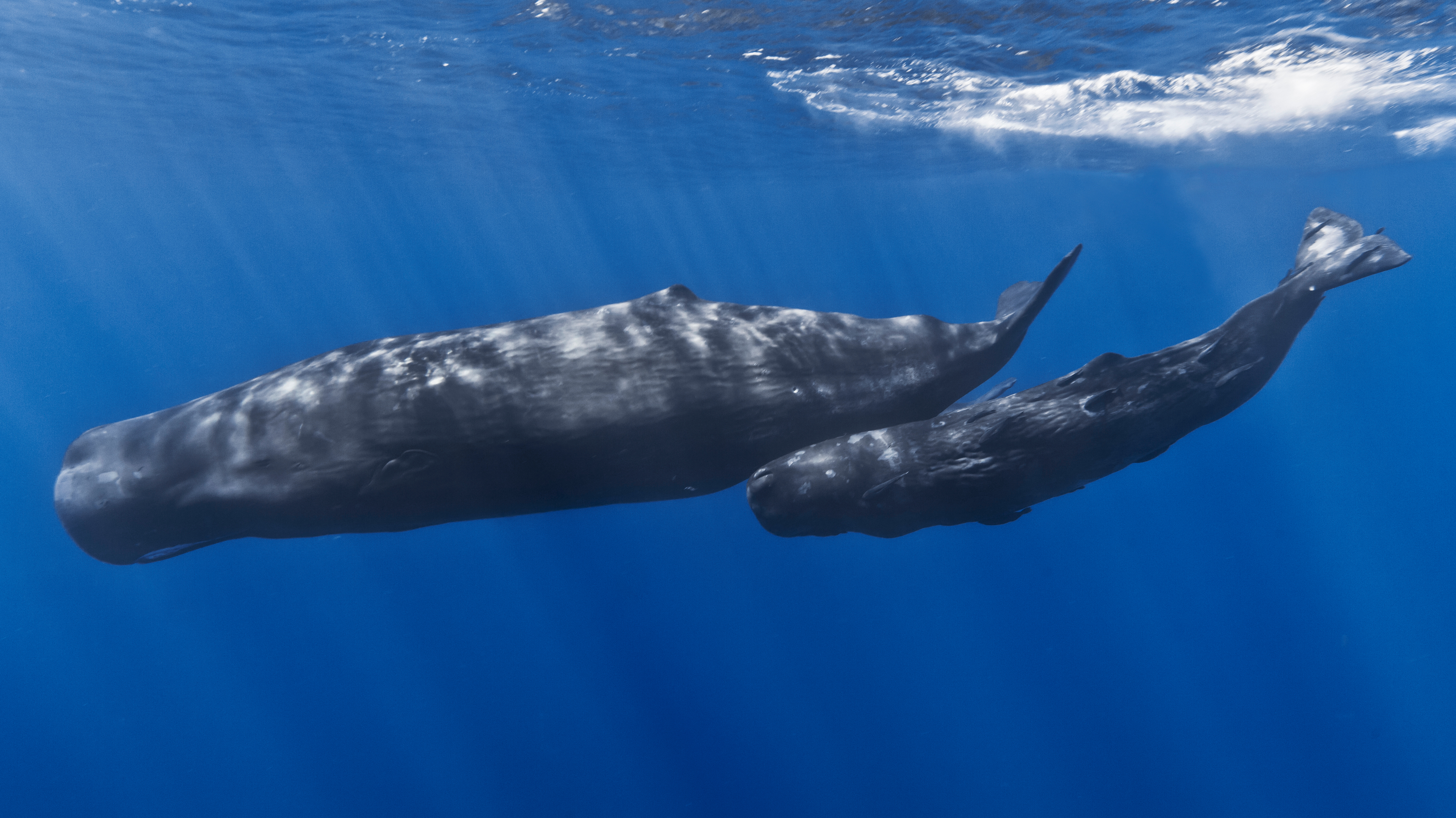 Nice Images Collection: Whale Desktop Wallpapers