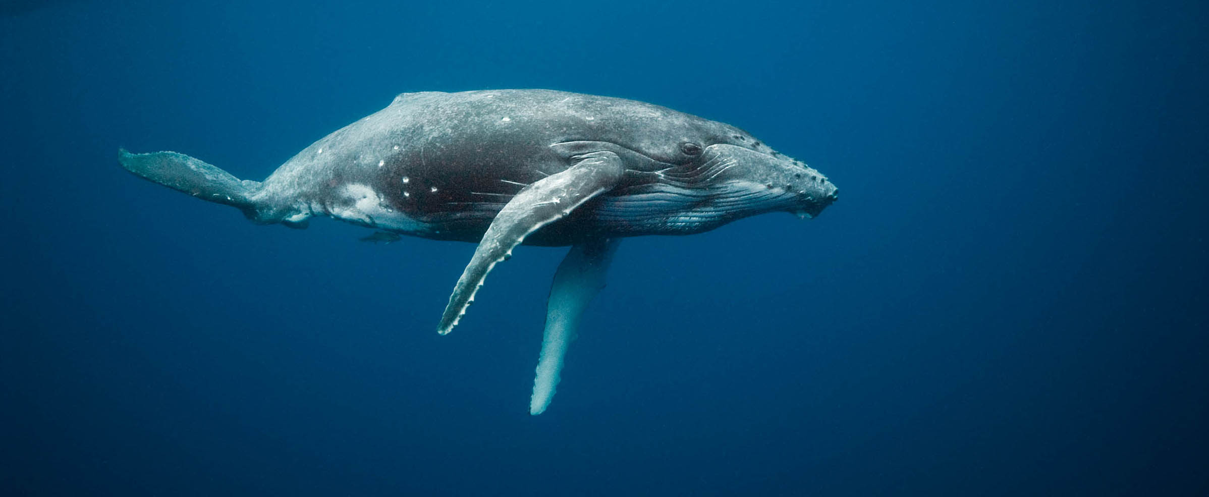 Nice wallpapers Whale 2396x985px