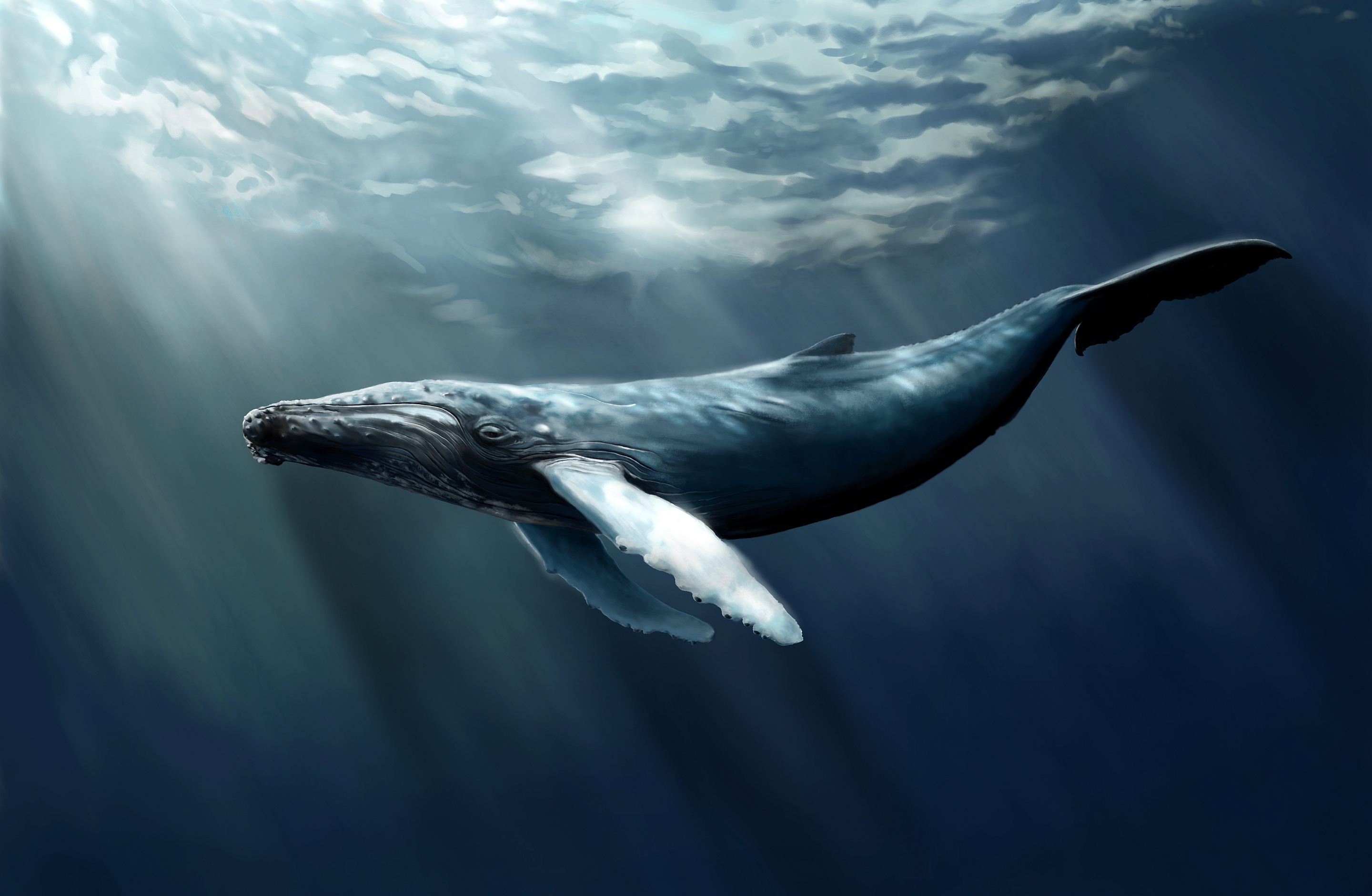 Whale Backgrounds, Compatible - PC, Mobile, Gadgets| 2880x1880 px