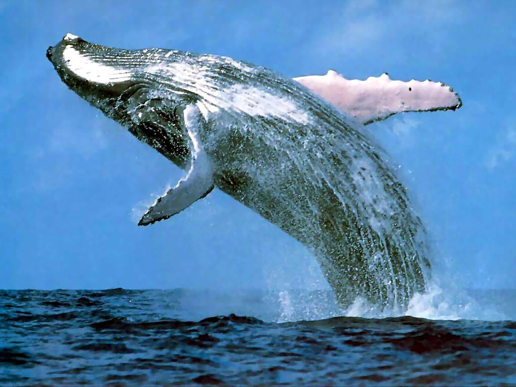 Images of Whale | 1024x768