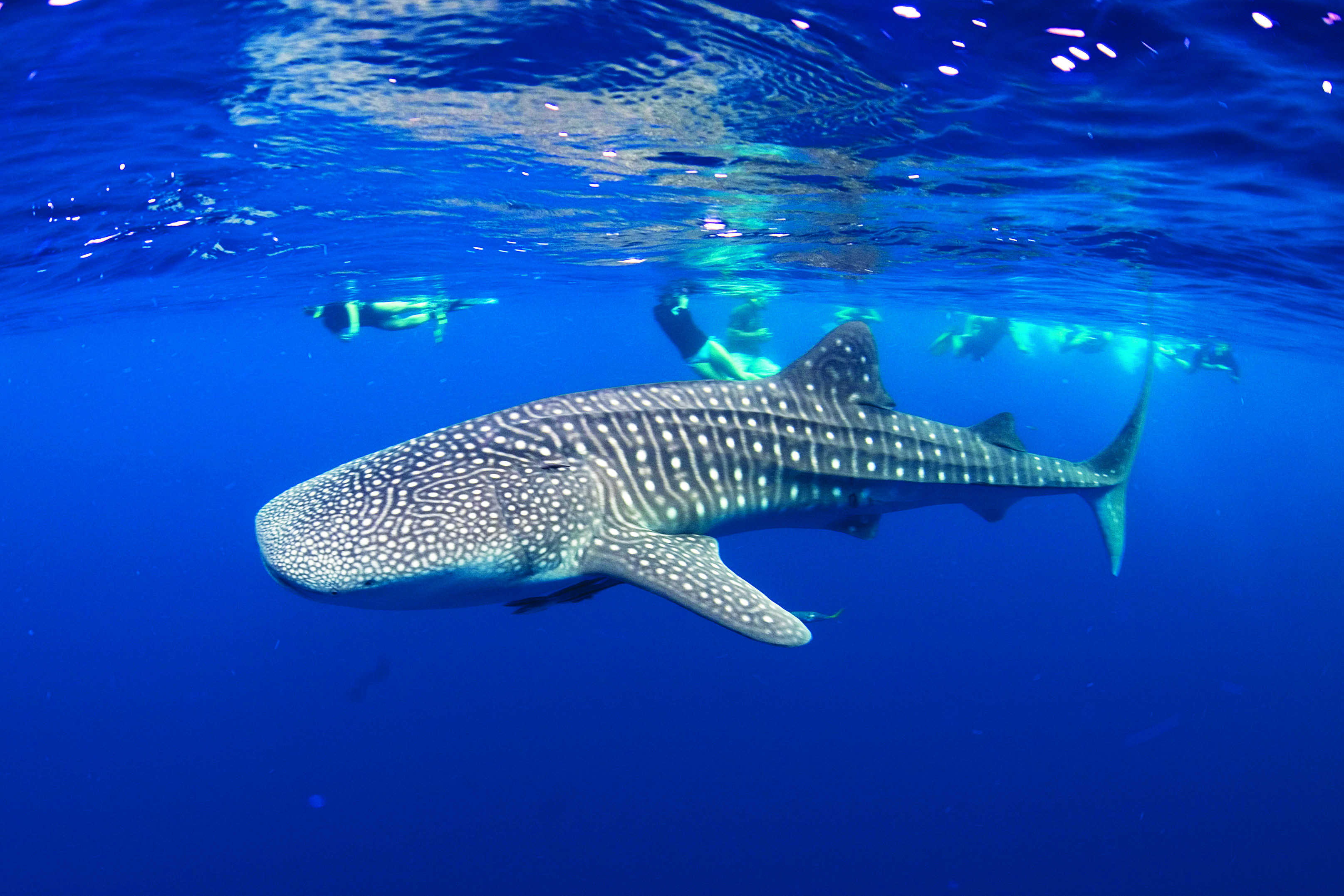 HD Quality Wallpaper | Collection: Animal, 3231x2154 Whale Shark
