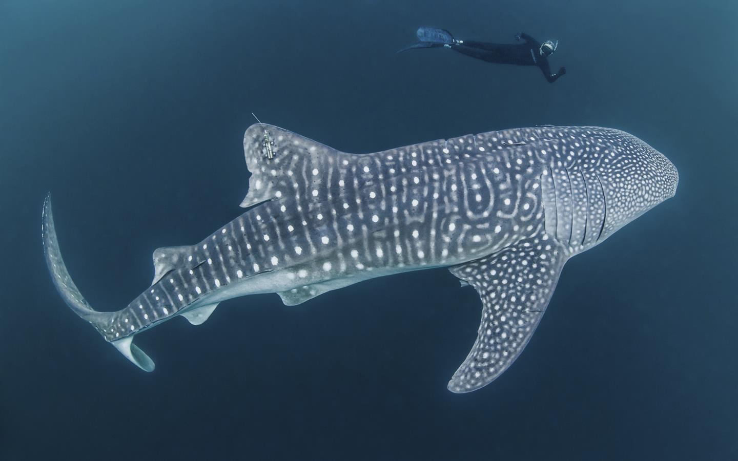 Whale Shark Backgrounds on Wallpapers Vista