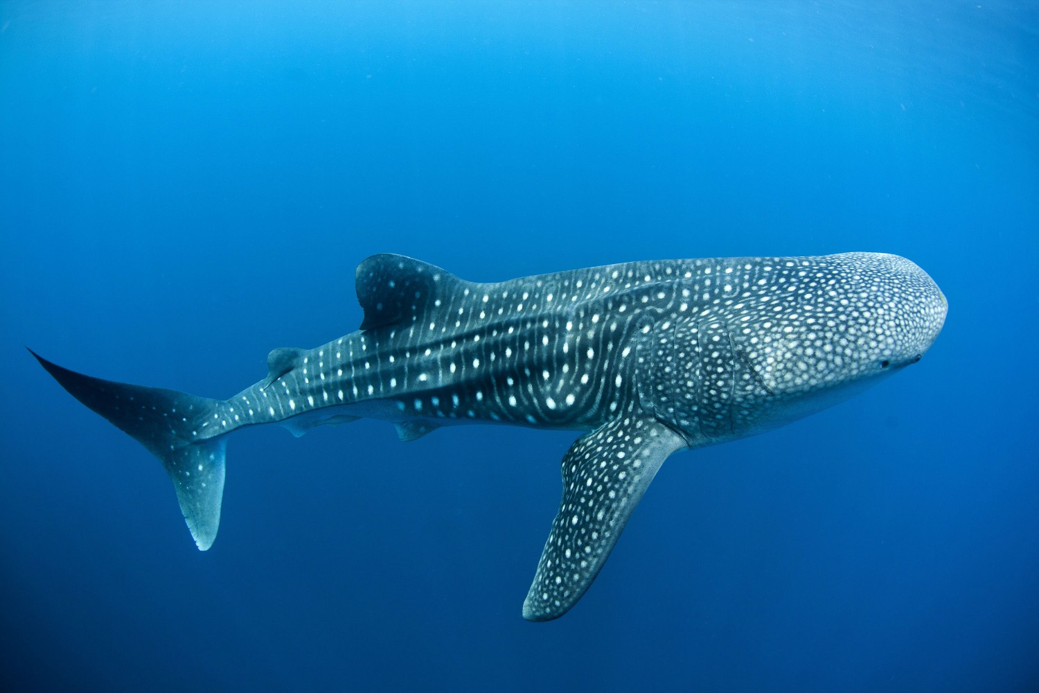 Images of Whale Shark | 1500x1000