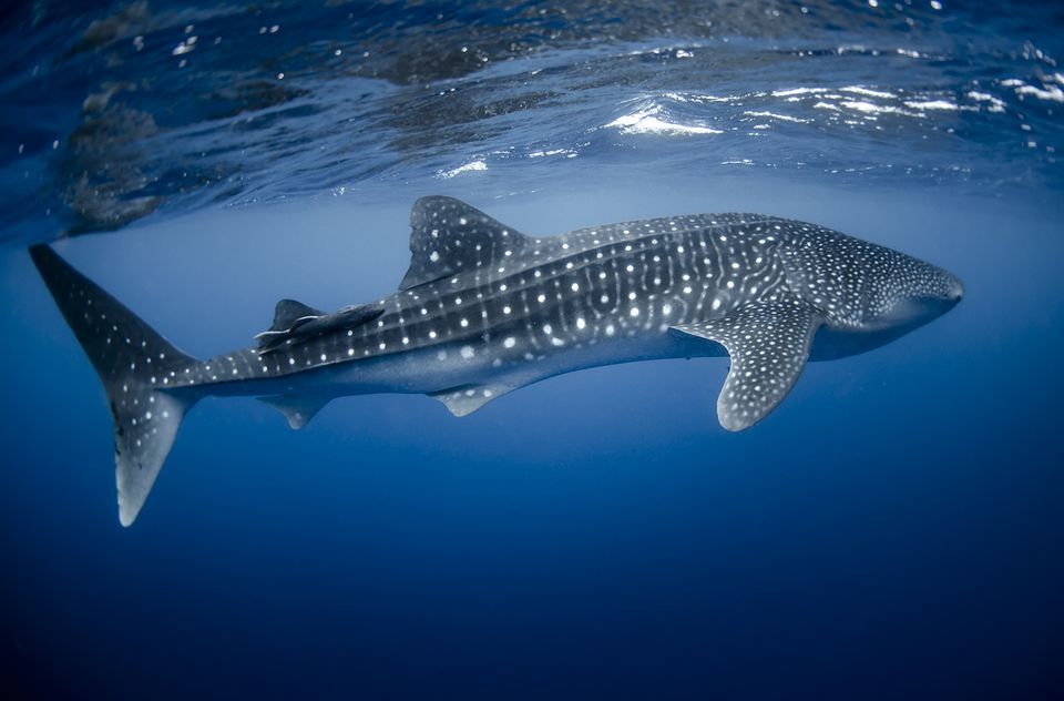 HQ Whale Shark Wallpapers | File 61.72Kb