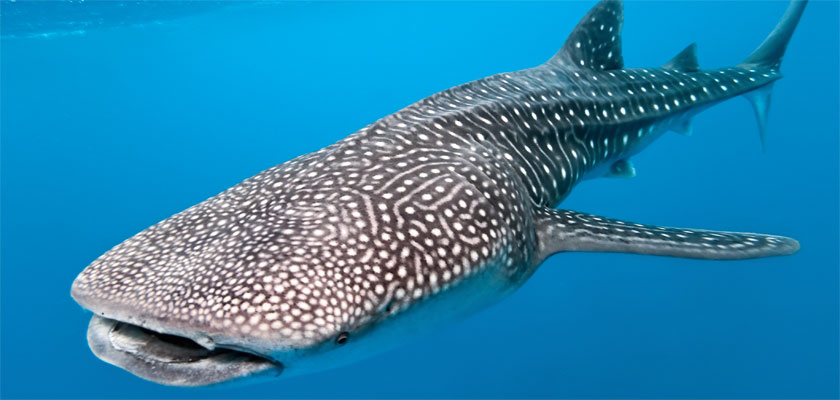 HQ Whale Shark Wallpapers | File 58.44Kb