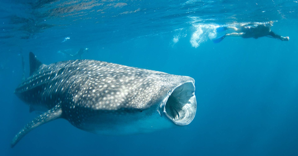 HD Quality Wallpaper | Collection: Animal, 1200x628 Whale Shark