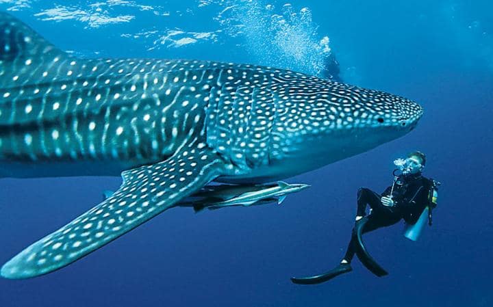 720x449 > Whale Shark Wallpapers