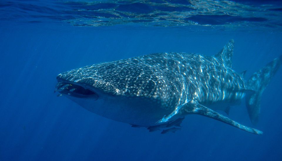Amazing Whale Shark Pictures & Backgrounds